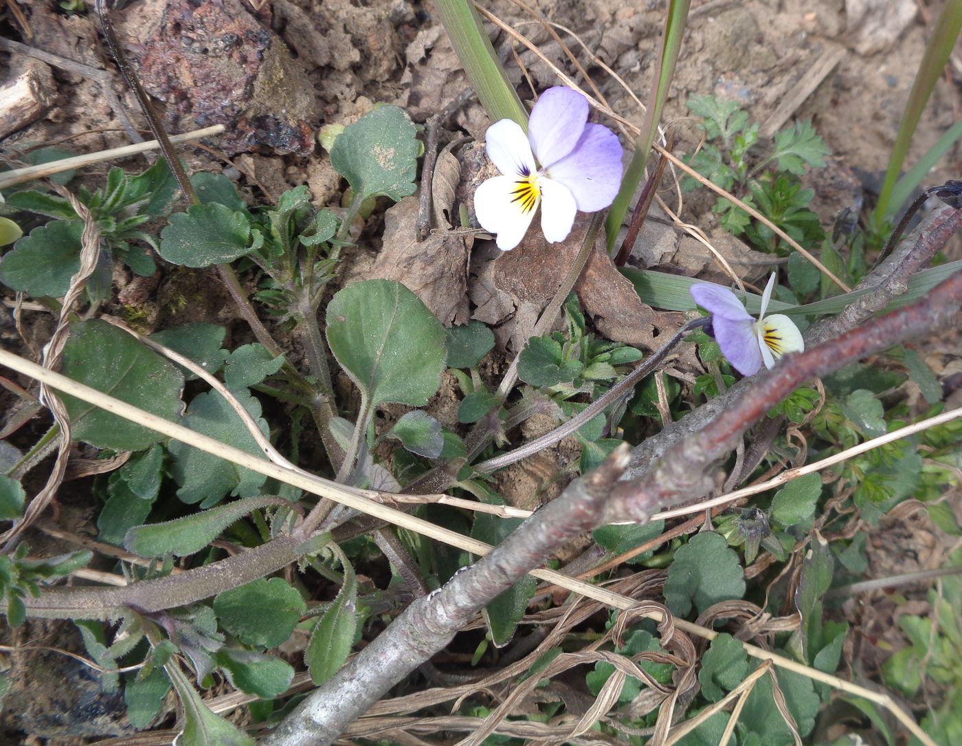 Image of Viola tricolor specimen.