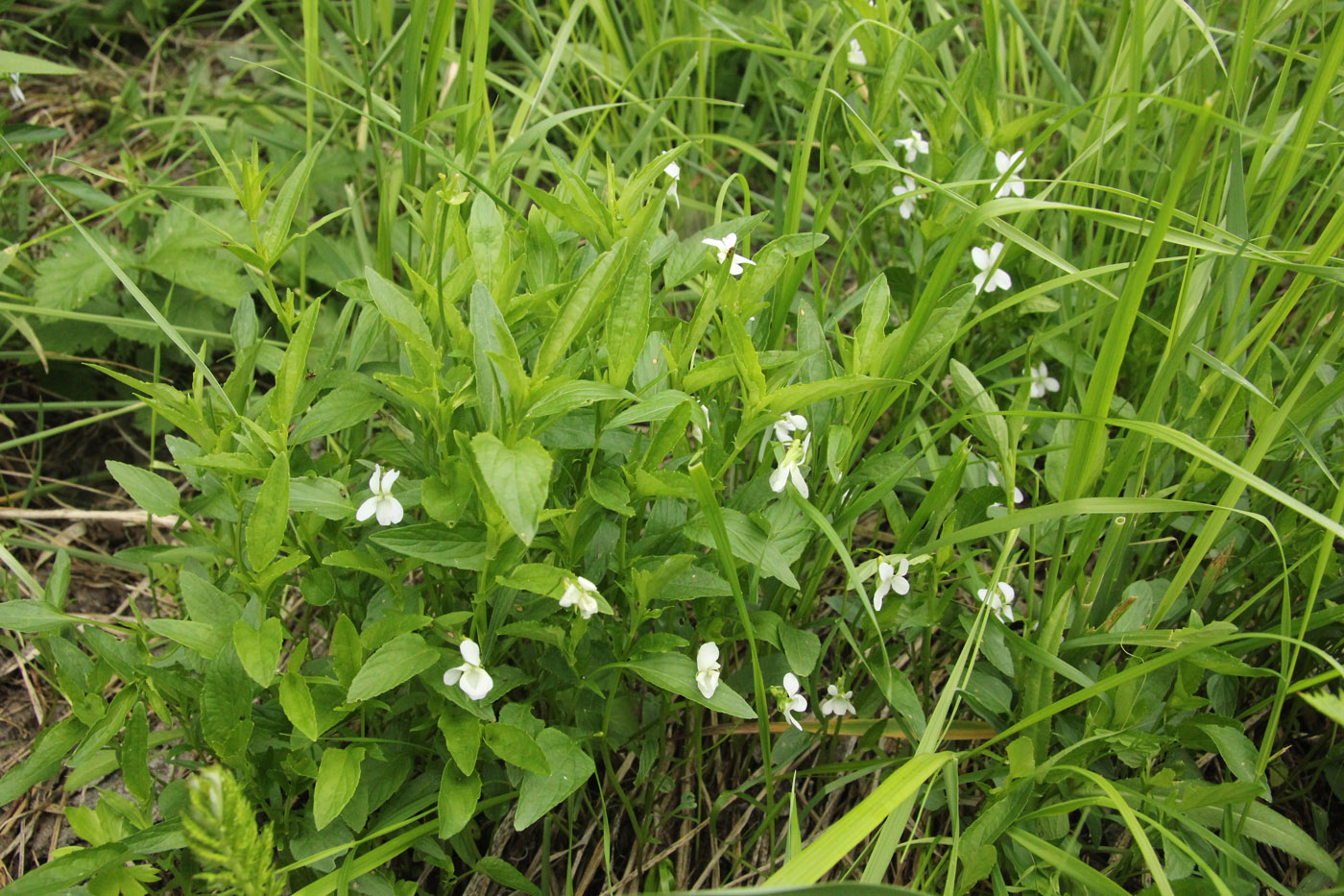 Image of Viola stagnina specimen.