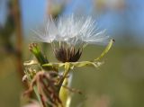 Lactuca serriola
