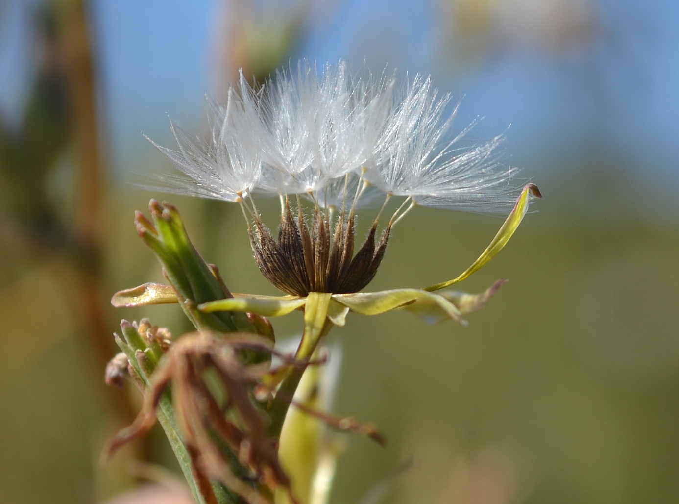 Изображение особи Lactuca serriola.