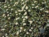 Achillea cretica