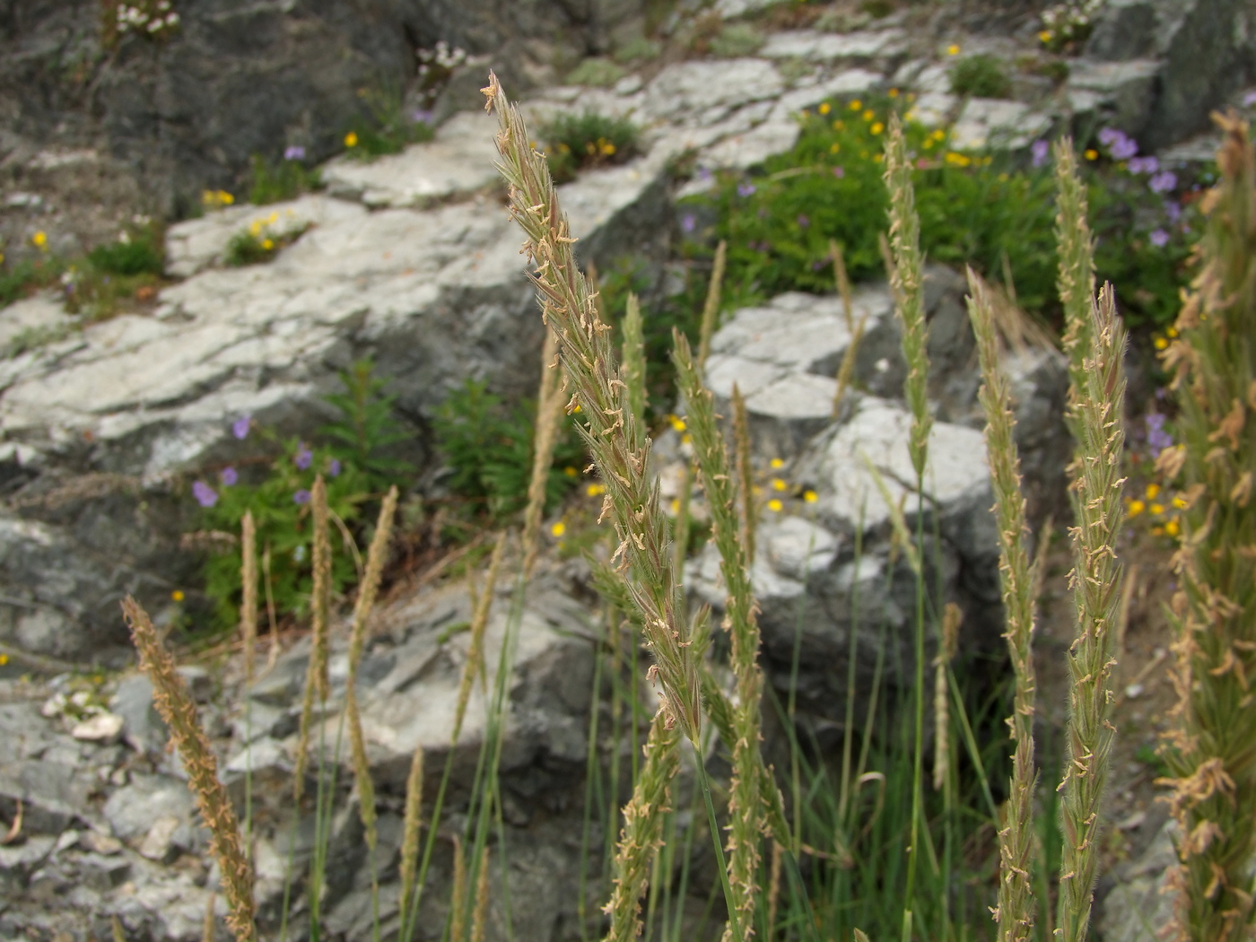 Image of Leymus mollis specimen.