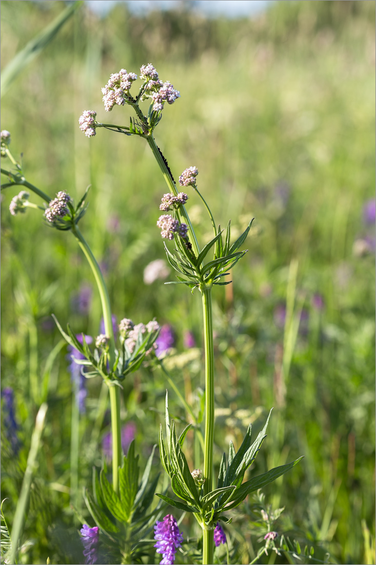 Image of Valeriana salina specimen.