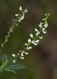 Melilotus albus. Верхушки побегов с соцветиями. Перу, регион Куско, провинция Урубамба, окр. г. Мачу - Пикчу, обочина дороги к археологическому комплексу. 17.10.2019.