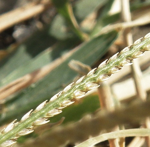 Image of Cynodon dactylon specimen.