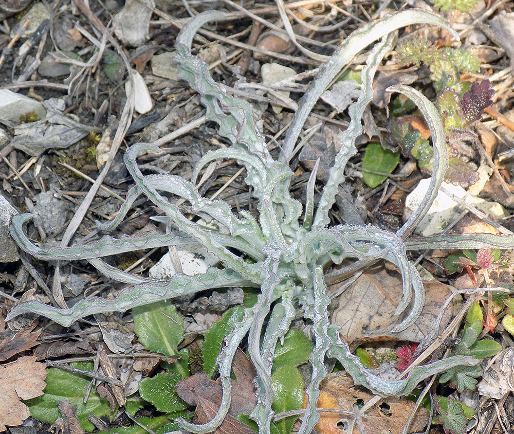 Image of Scorzonera turkeviczii specimen.