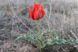 Tulipa alberti. Цветущее растение. Казахстан, Туркестанская обл., Сузакский р-н, Западная Бетпак-Дала, окр. пос. Кыземшек (бывш. Степной), равнинная полынно-боялычная пустыня, на глинисто-песчаной почве, среди кустов боялыча. 17 апреля 2021 г.