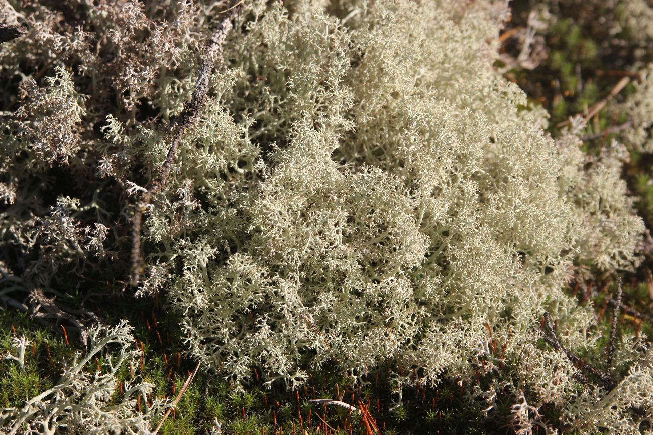 Изображение особи Cladonia arbuscula.