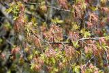 Acer negundo