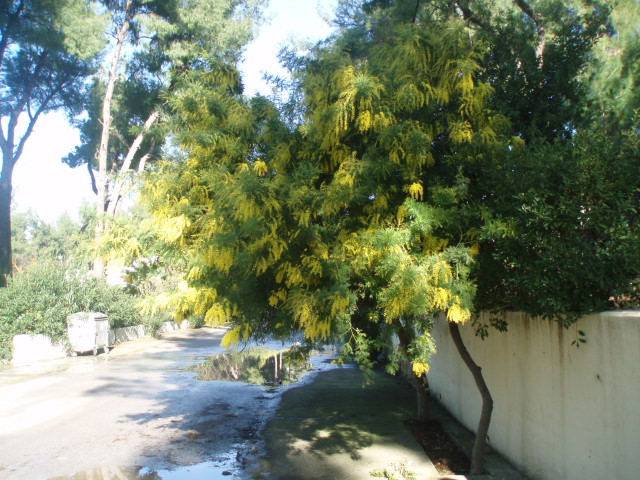 Изображение особи Acacia dealbata.