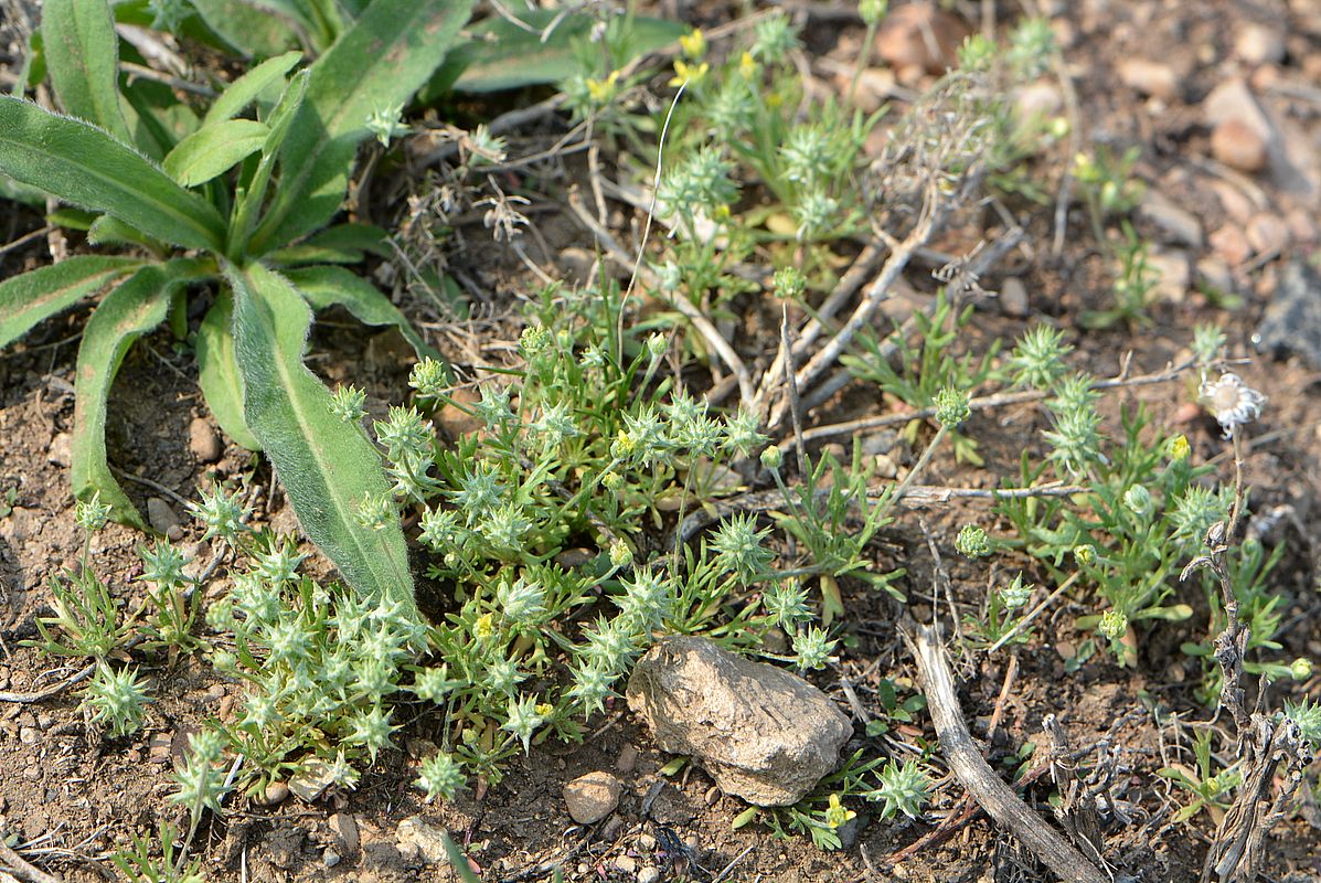 Изображение особи Ceratocephala orthoceras.