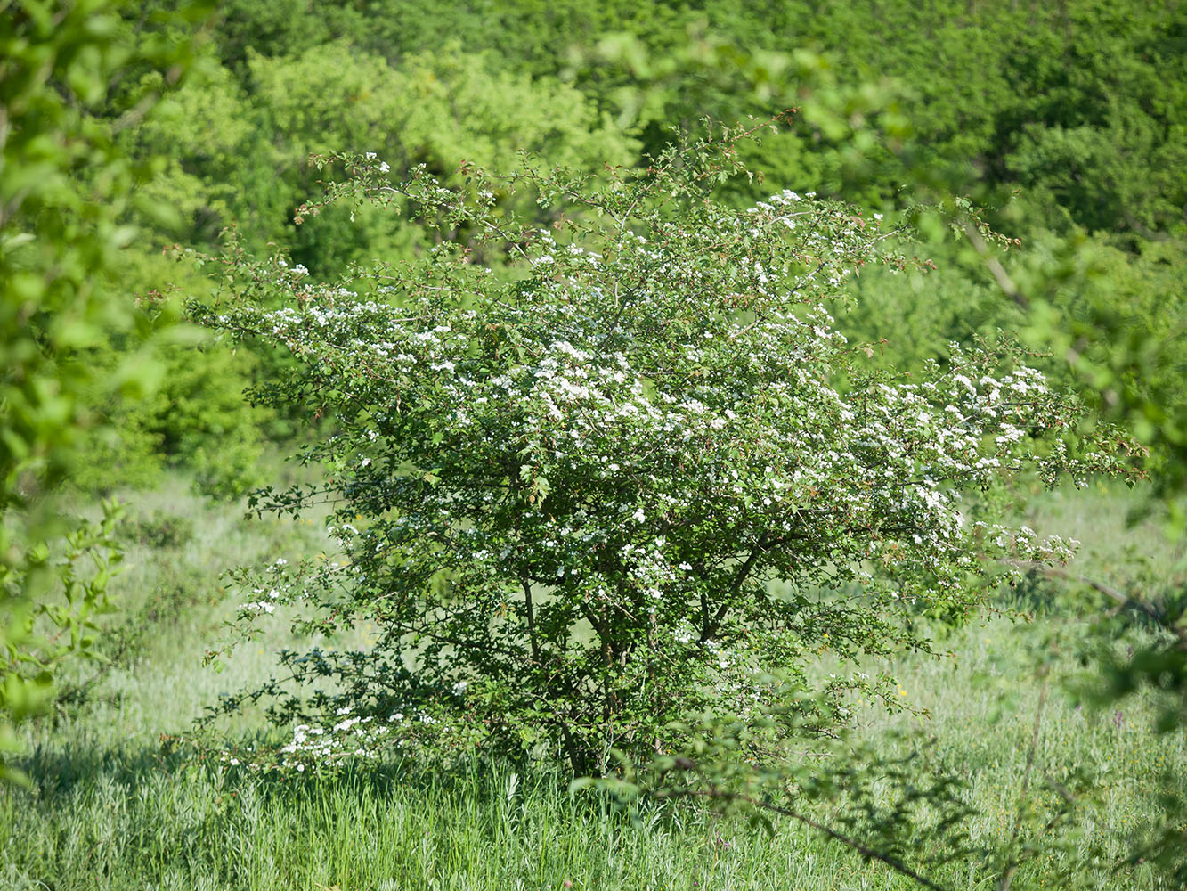 Image of Crataegus rhipidophylla specimen.