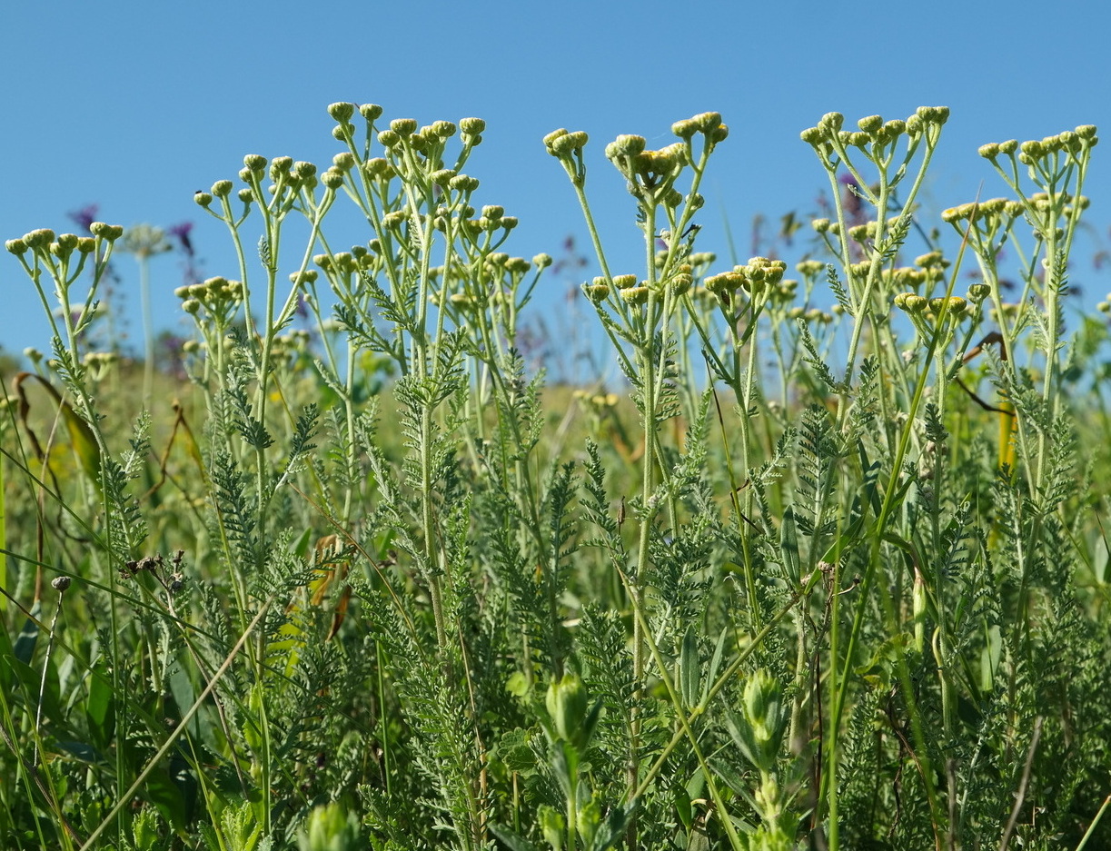 Image of Tanacetum millefolium specimen.