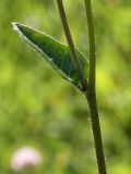 Picris hieracioides