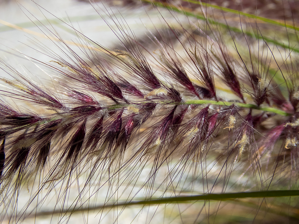 Image of Pennisetum setaceum specimen.