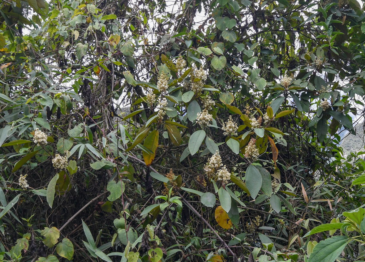 Image of genus Miconia specimen.