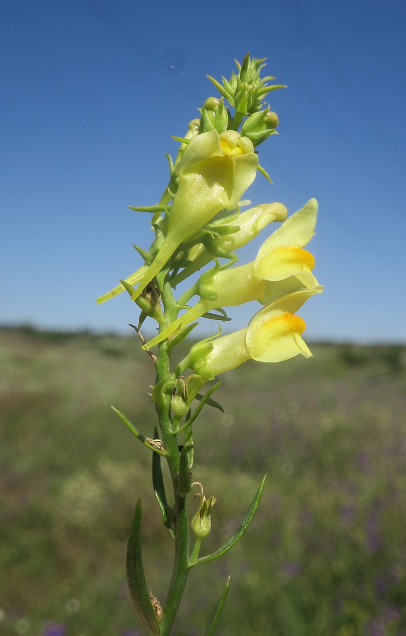 Image of Linaria maeotica specimen.