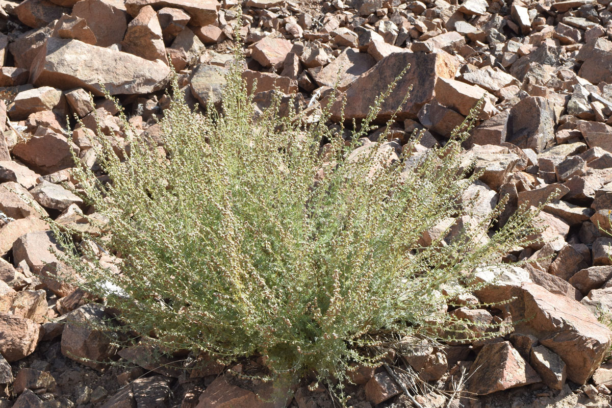 Изображение особи Artemisia persica.