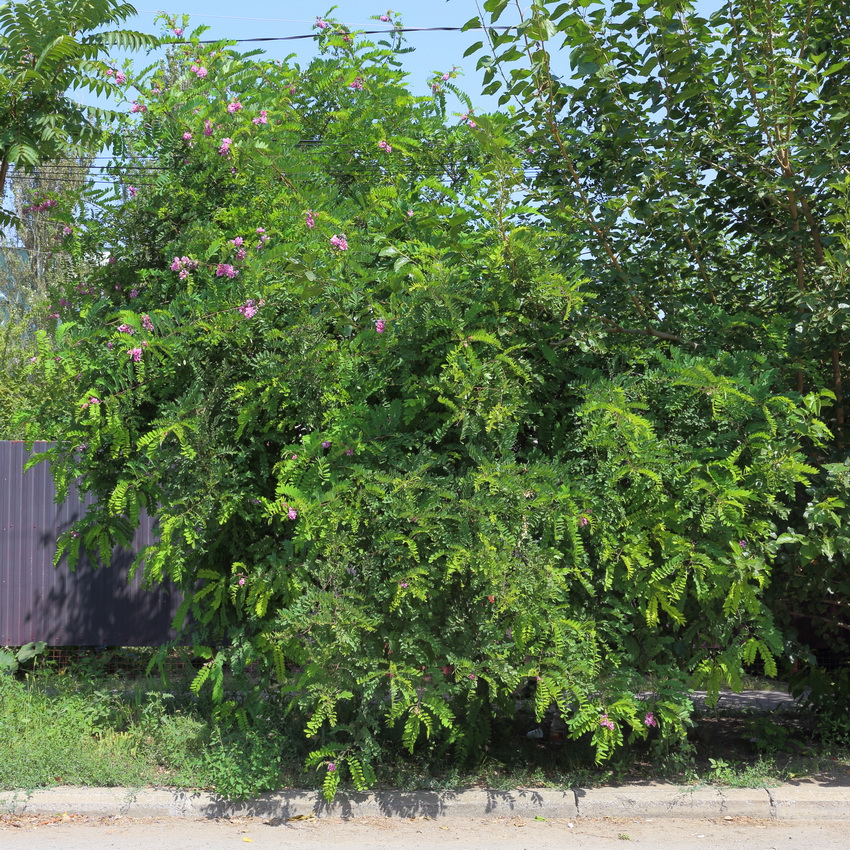 Image of genus Robinia specimen.