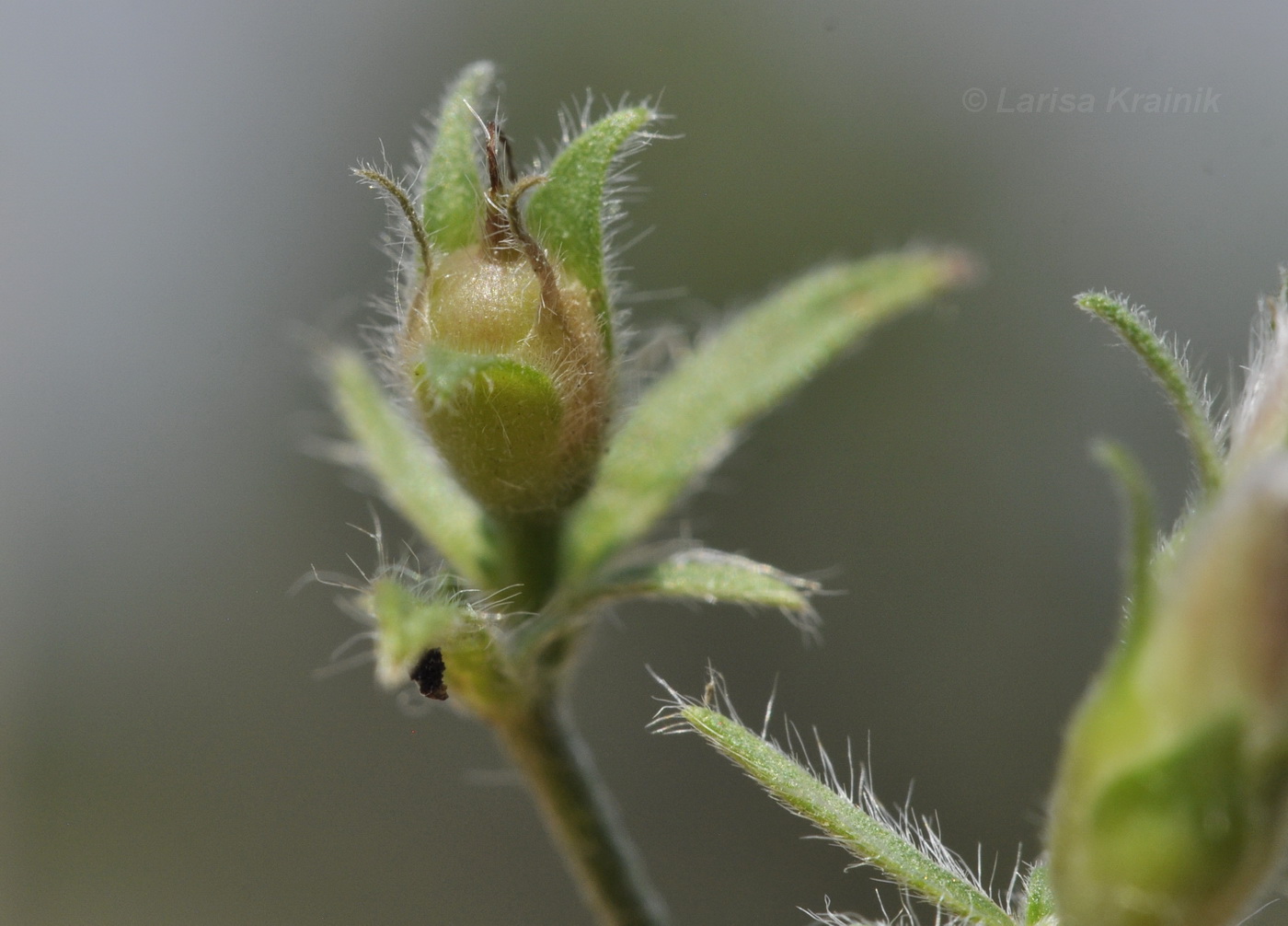 Image of Convolvulus cantabrica specimen.