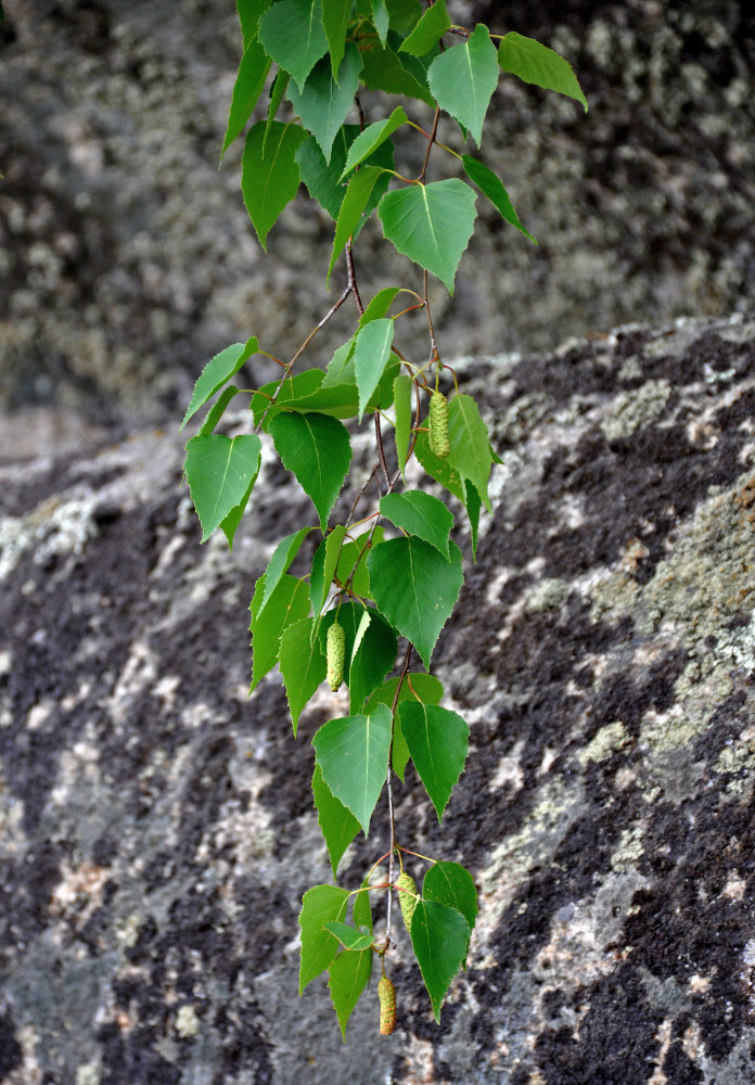 Image of Betula pendula specimen.