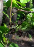 Alnus glutinosa. Прошлогодние соплодия. Ростовская обл., Усть-Донецкий р-н, окр. станицы Нижнекундрюченская, берег пруда. 14.06.2021.