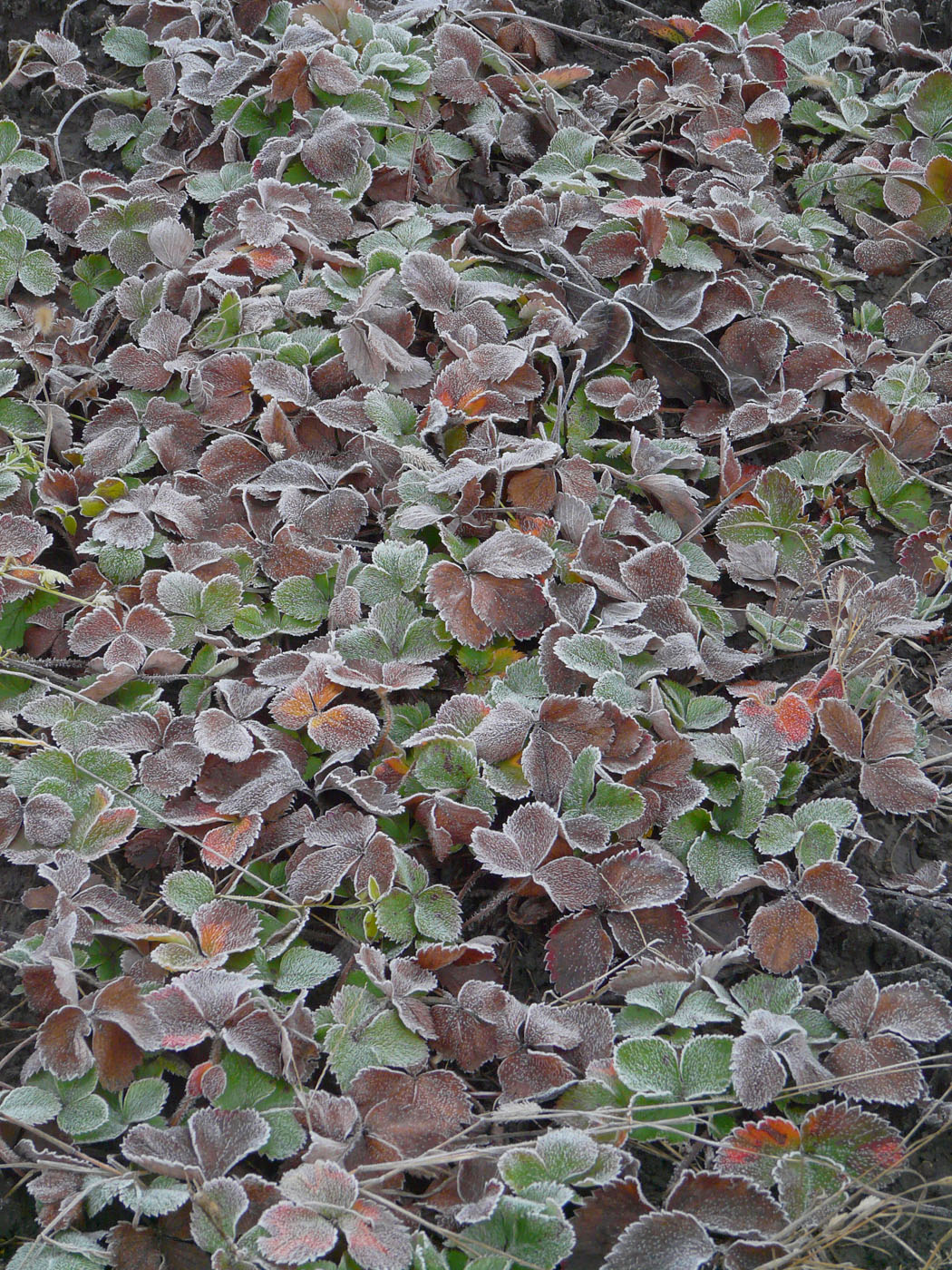 Image of Fragaria &times; ananassa specimen.