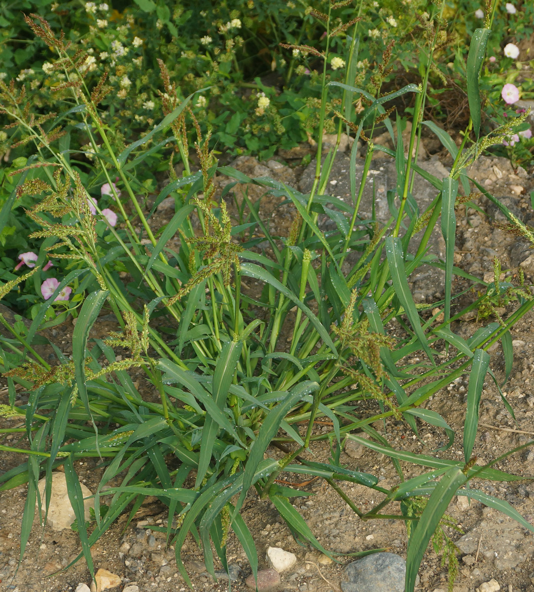 Image of Echinochloa crus-galli specimen.