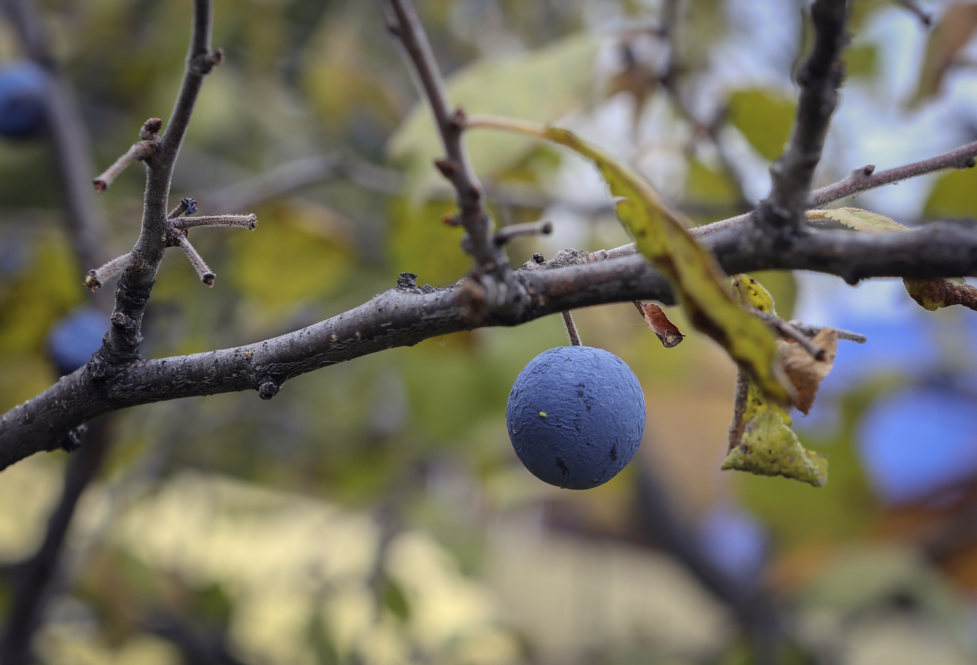 Image of Prunus spinosa specimen.