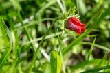 Anemone coronaria. Верхушка побега с раскрывающимся цветком. Израиль, национальный парк \"Бейт Гуврин\", луг. 17.02.2020.