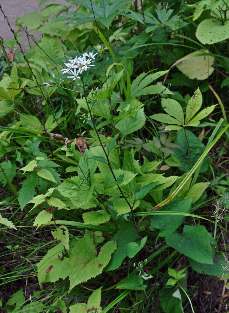 Изображение особи Doellingeria scabra.