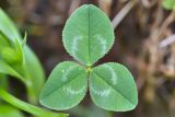 Trifolium raddeanum