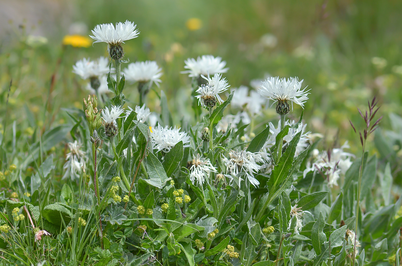 Image of Centaurea cheiranthifolia specimen.