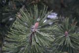 Pinus uncinata