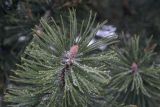 Pinus uncinata. Верхушка веточки. Москва, ВДНХ, в культуре. 05.01.2022.