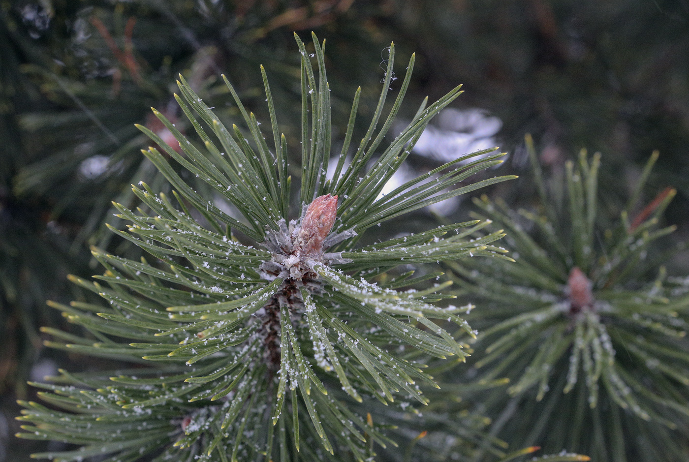 Изображение особи Pinus uncinata.