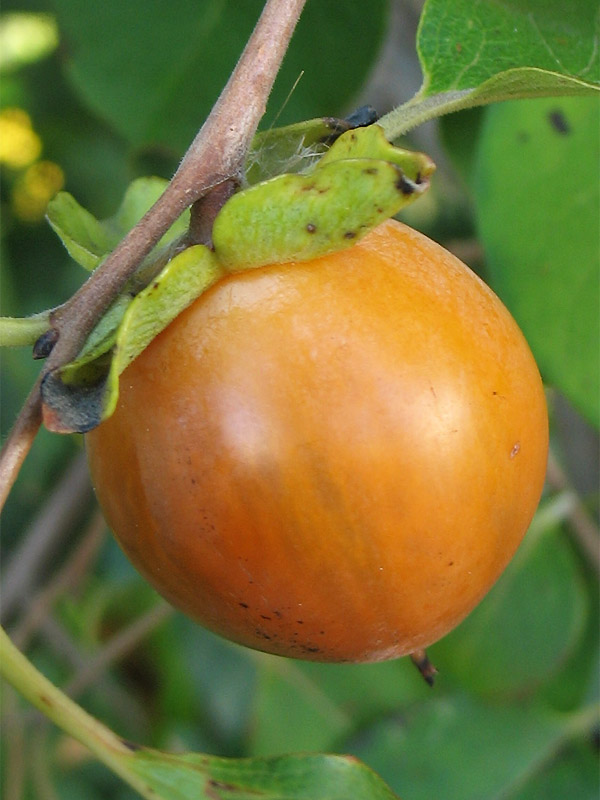 Image of Diospyros virginiana specimen.