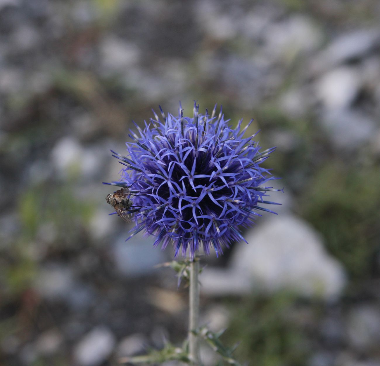 Image of genus Echinops specimen.