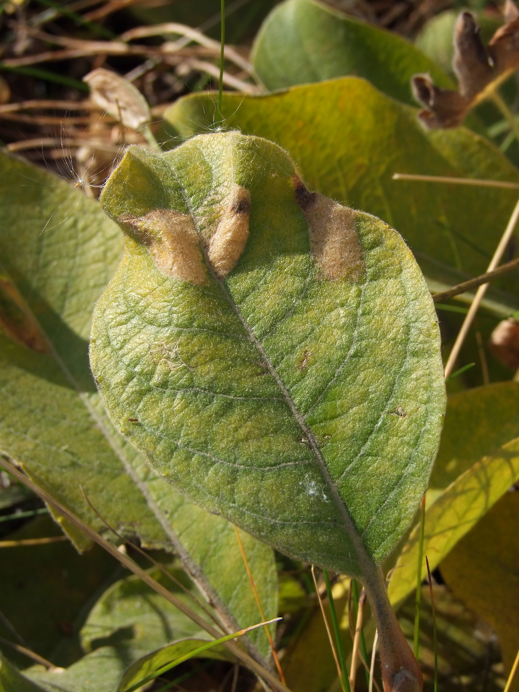 Изображение особи Salix crassijulis.