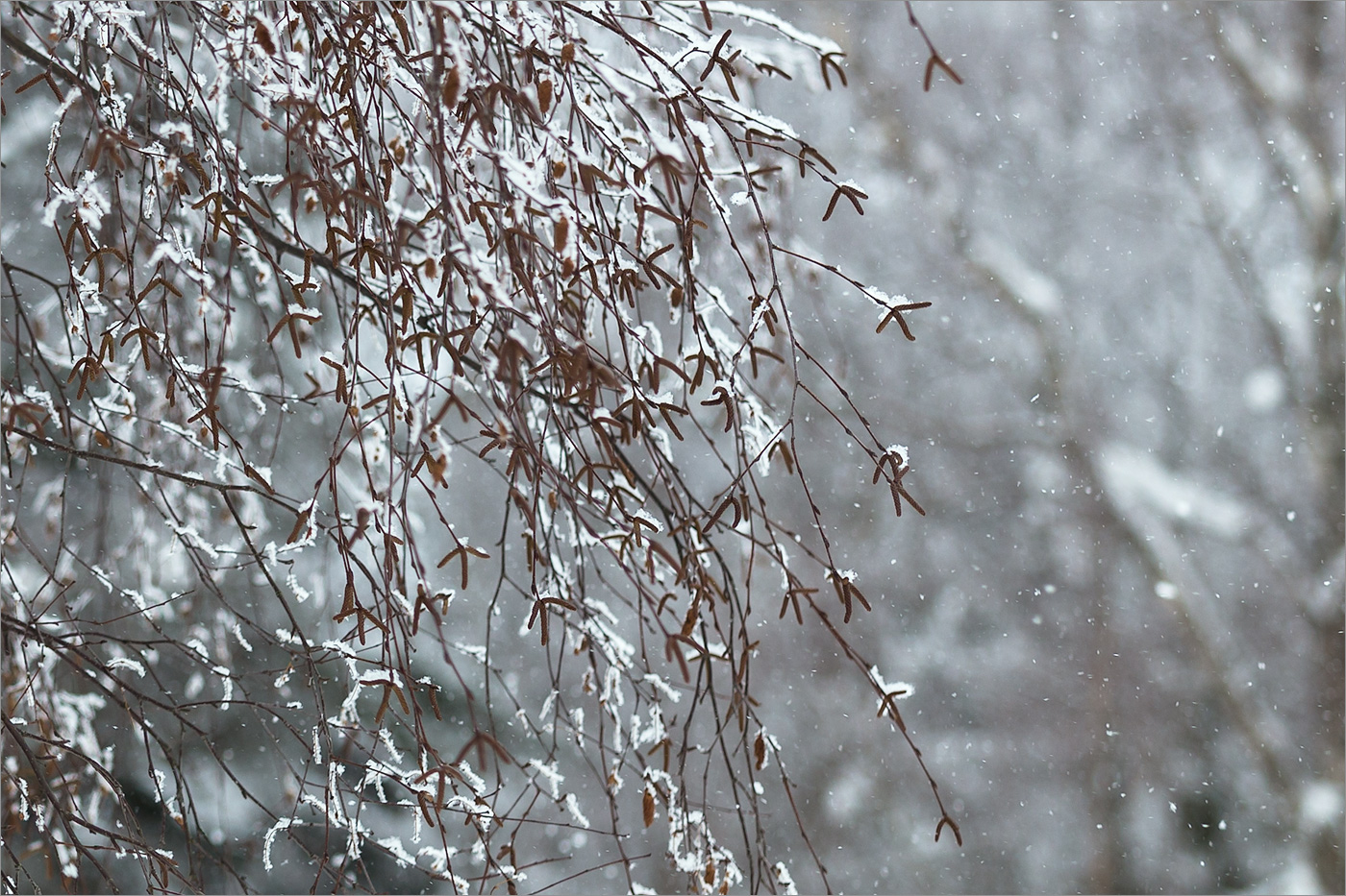 Изображение особи Betula papyrifera.