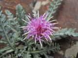 Jurinea filicifolia