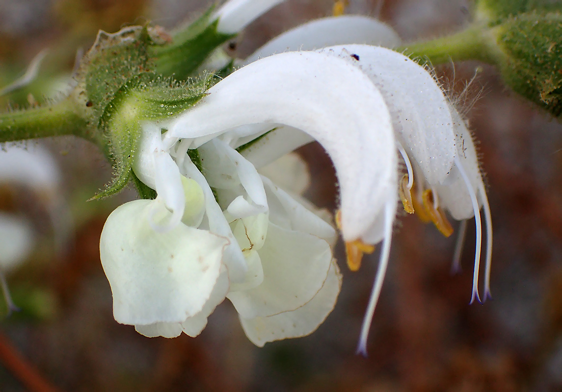 Изображение особи Salvia argentea.