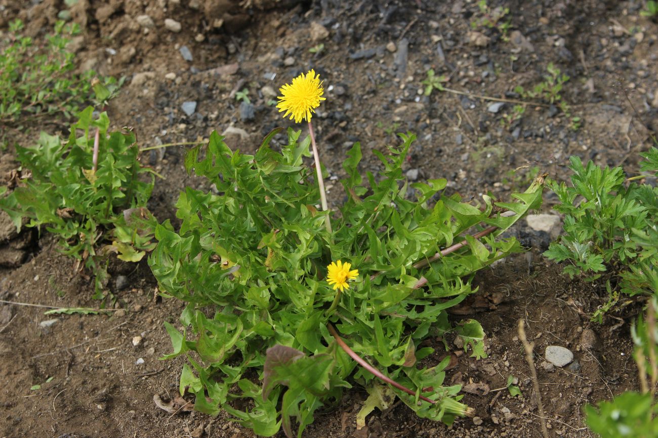 Изображение особи род Taraxacum.