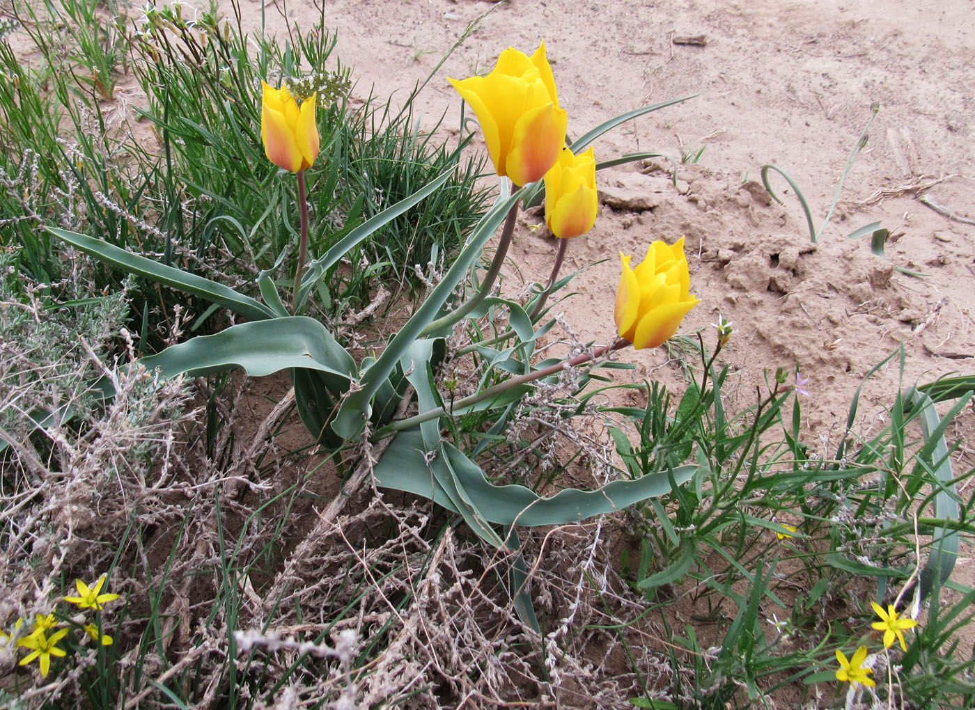 Изображение особи Tulipa behmiana.