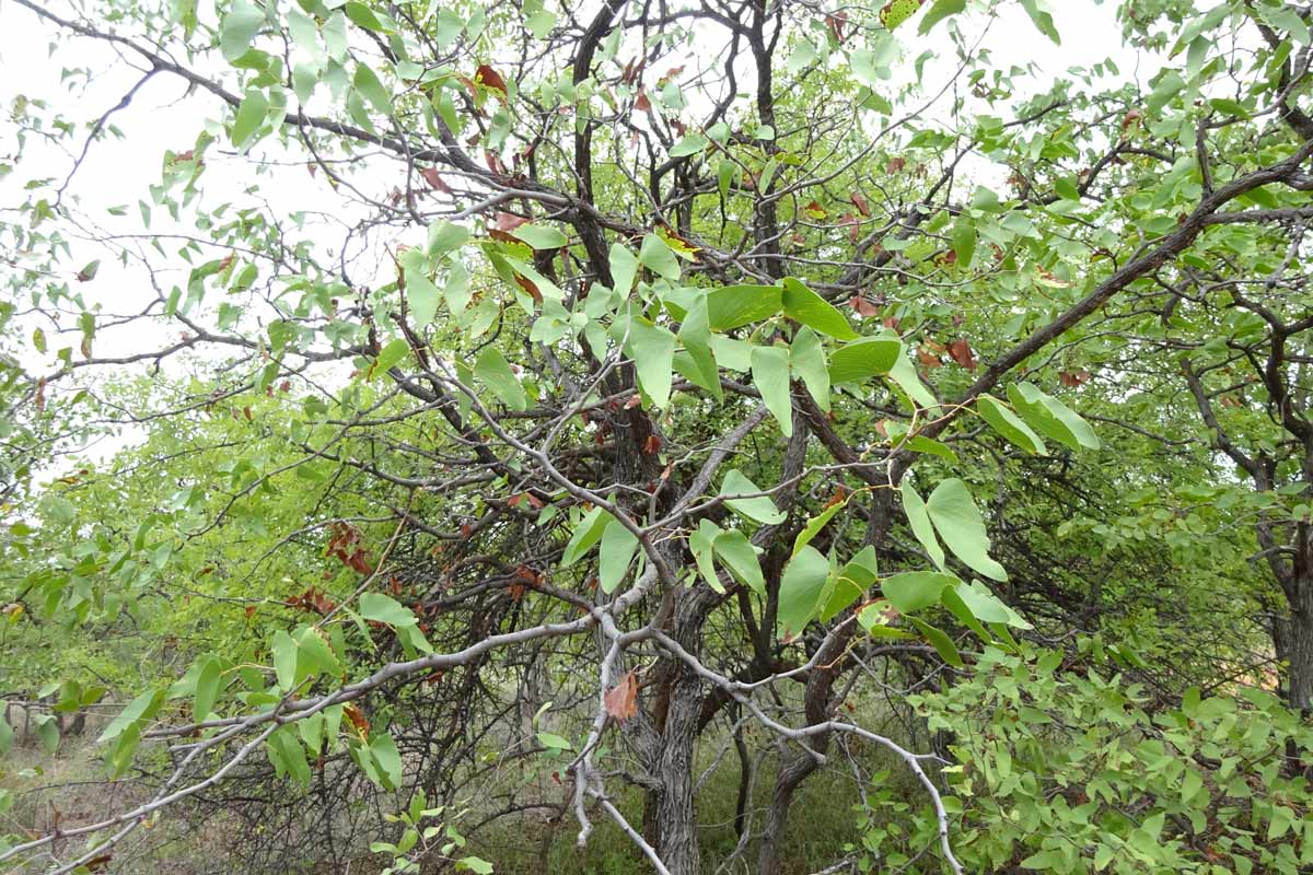 Изображение особи Colophospermum mopane.