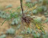 Erysimum leucanthemum. Нижняя часть растения. Калмыкия, Черноземельский район. 24.04.2010.