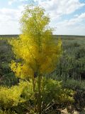 Ferula paniculata