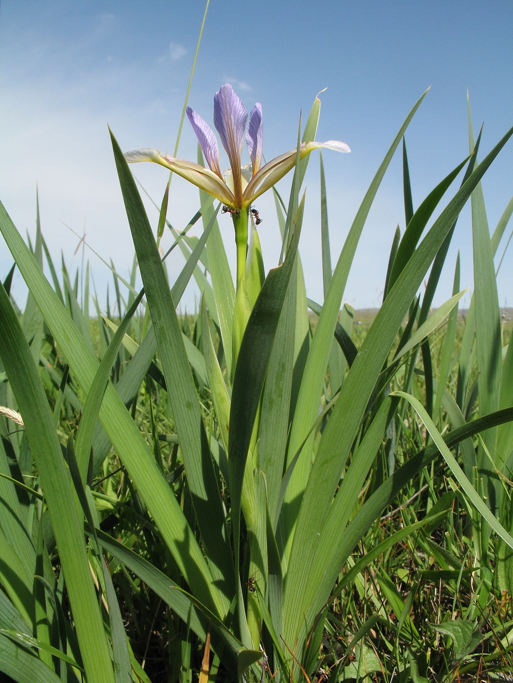 Image of Iris halophila specimen.