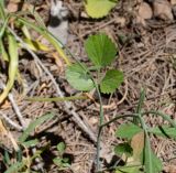 Pimpinella cretica