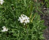 Valeriana sisymbriifolia
